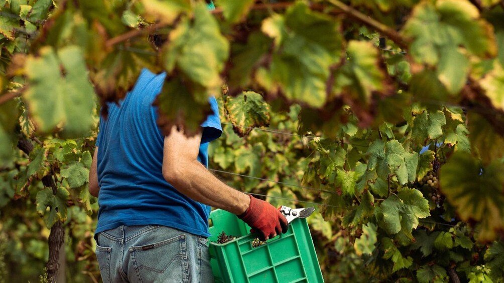 Private Vinho Verde Tour