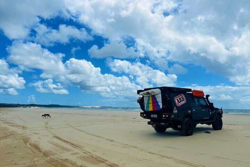 Bribie Island 4WD Beach Safari Nature and Adventure Combined