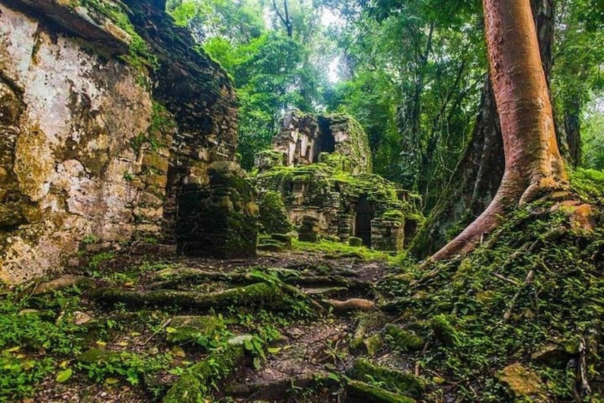 Picture 2 for Activity Bonampak & Yaxchilan archaeological sites & jungle
