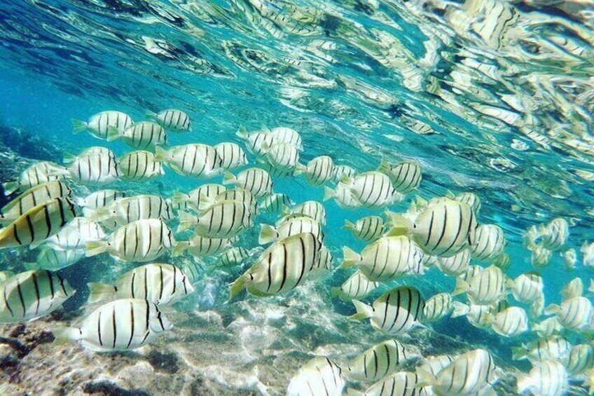 The crystal clear waters of Hanauma Bay!