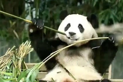 Dujiangyan Panda Volunteer Private Day Tour