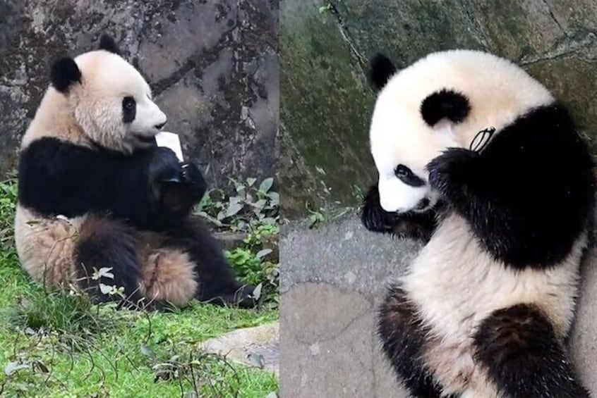 Dujiangyan Panda Volunteer Private Day Tour