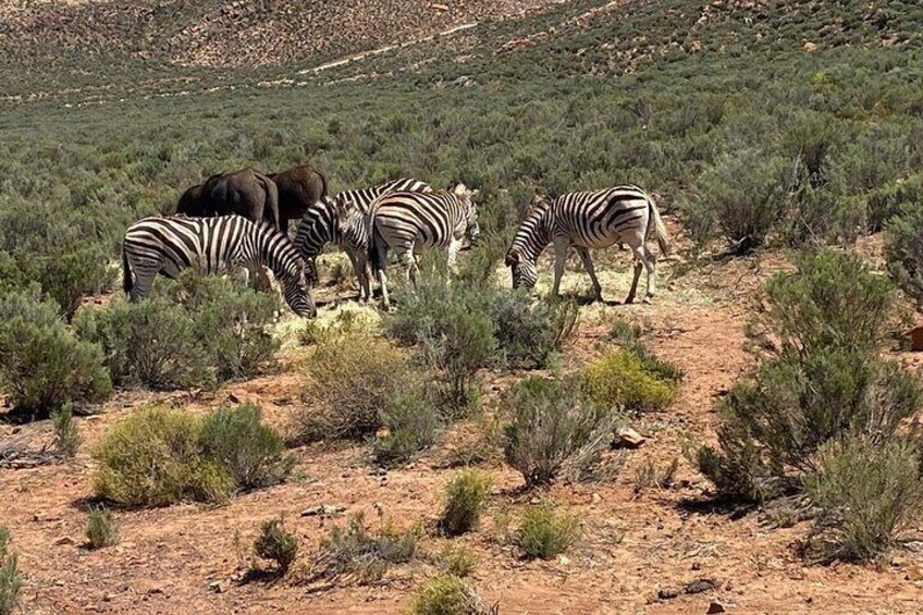 Cape Town Full Day Big 5 Game Reserve Safari with Lunch