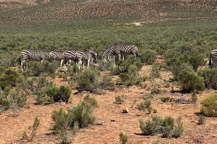 Cape Town Full Day Big 5 Game Reserve Safari with Lunch