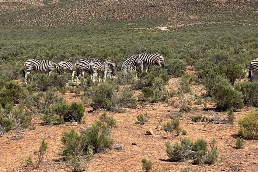 Cape Town Full Day Big 5 Game Reserve Safari with Lunch