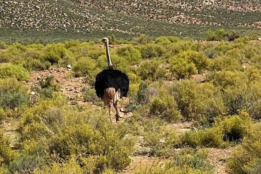 Cape Town Full Day Big 5 Game Reserve Safari with Lunch