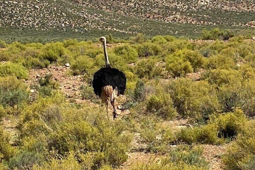 Cape Town Full Day Big 5 Game Reserve Safari with Lunch