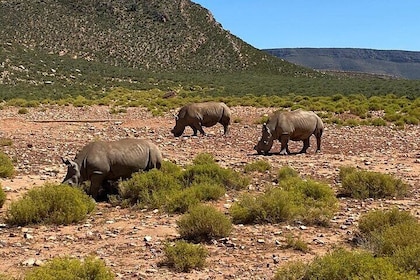 Cape Town Full Day Big 5 Game Reserve Safari with Lunch