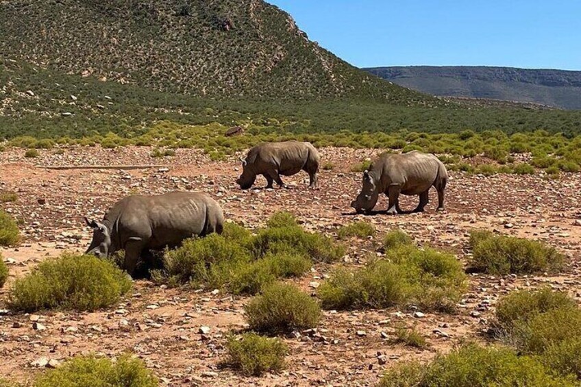 Cape Town Full Day Big 5 Game Reserve Safari with Lunch
