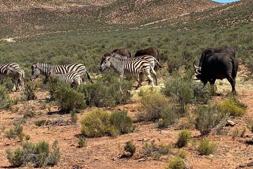 Cape Town Full Day Big 5 Game Reserve Safari with Lunch