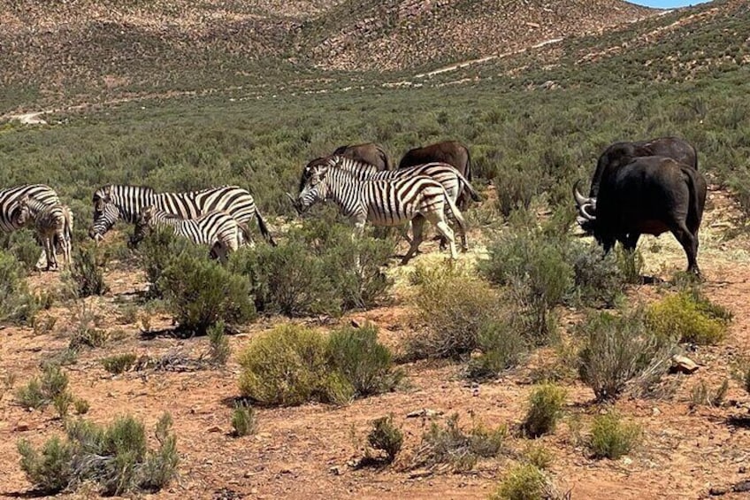 Cape Town Full Day Big 5 Game Reserve Safari with Lunch