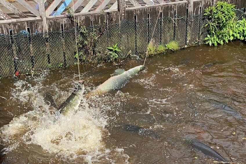 Amazon River Half day Tour