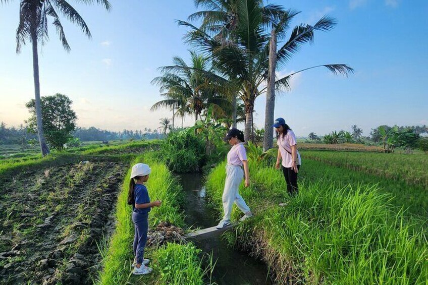 A Morning Walk at Sacred Rice Fields Through Tradition and Nature