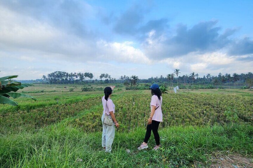 A Morning Walk at Sacred Rice Fields Through Tradition and Nature
