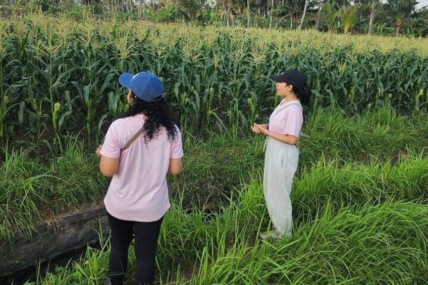 A Morning Walk at Sacred Rice Fields Through Tradition and Nature