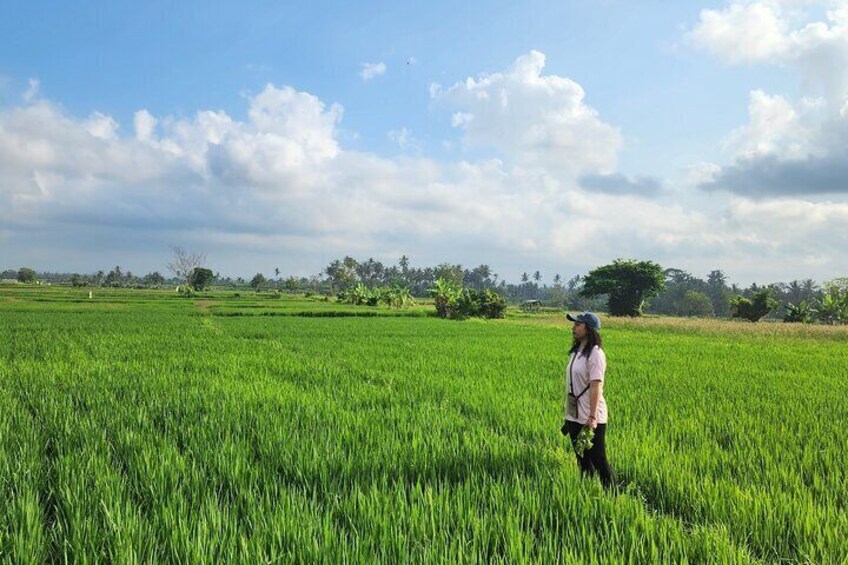 A Morning Walk at Sacred Rice Fields Through Tradition and Nature