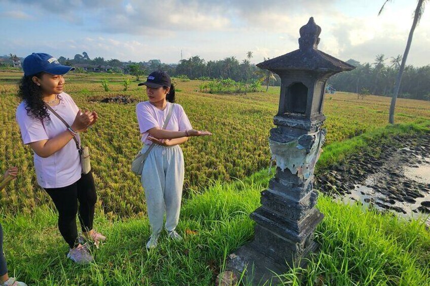 A Morning Walk at Sacred Rice Fields Through Tradition and Nature