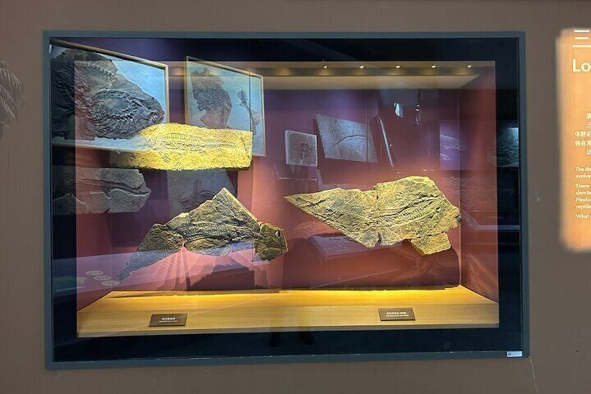 Shanghai Natural History Museum Ticket Booking