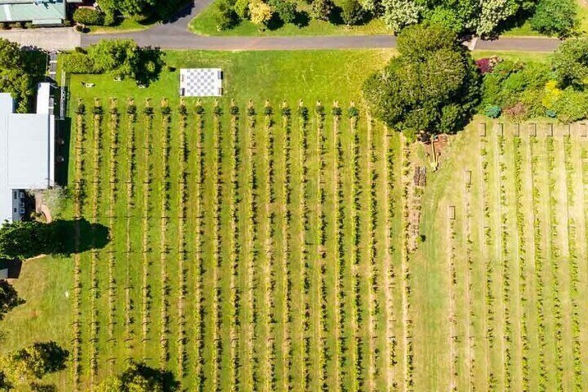 Premium Boutique Winery Tour (Limited to 6 People per Tour)