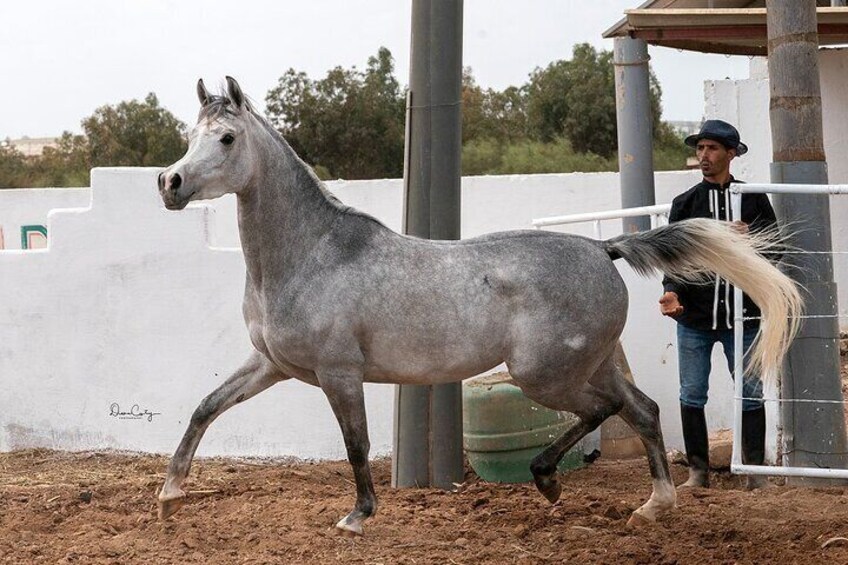 Horses Horses Thoroughbred Arabian Asylum Show