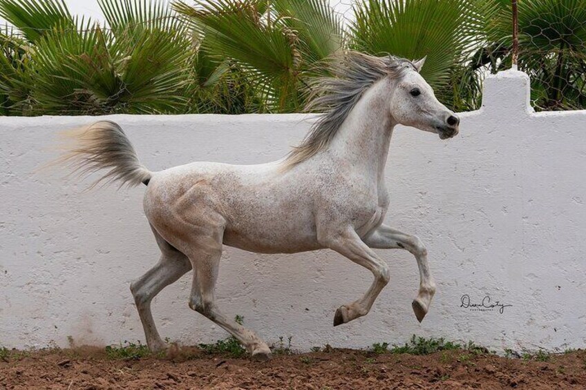 Horses Horses Thoroughbred Arabian Asylum Show