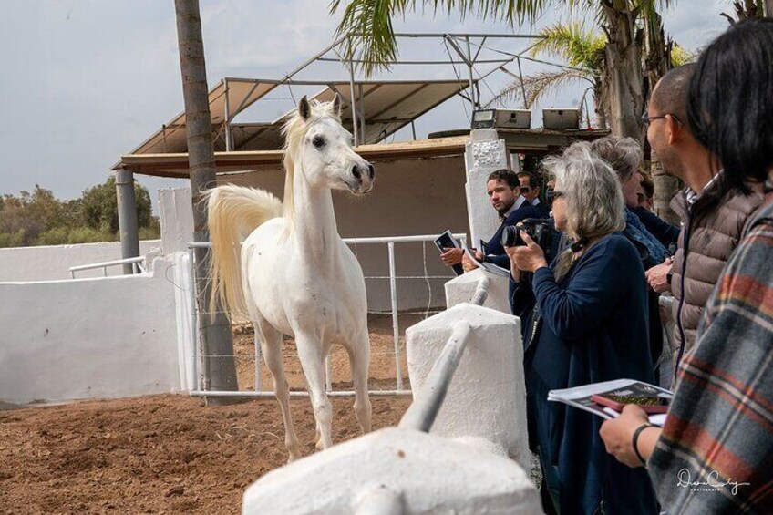 Horses Horses Thoroughbred Arabian Asylum Show