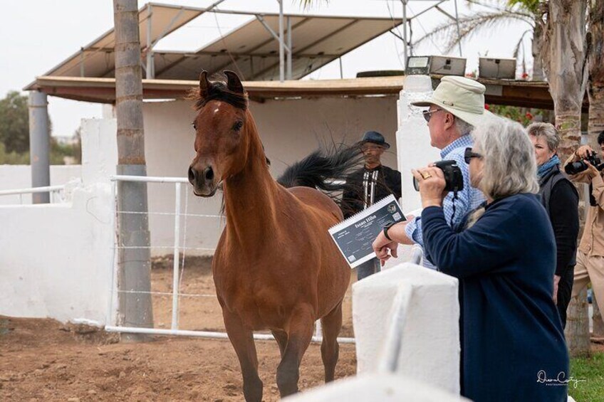 Horses Horses Thoroughbred Arabian Asylum Show