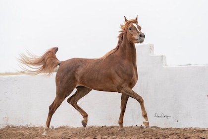 Horses Horses Thoroughbred Arabian Asylum Show