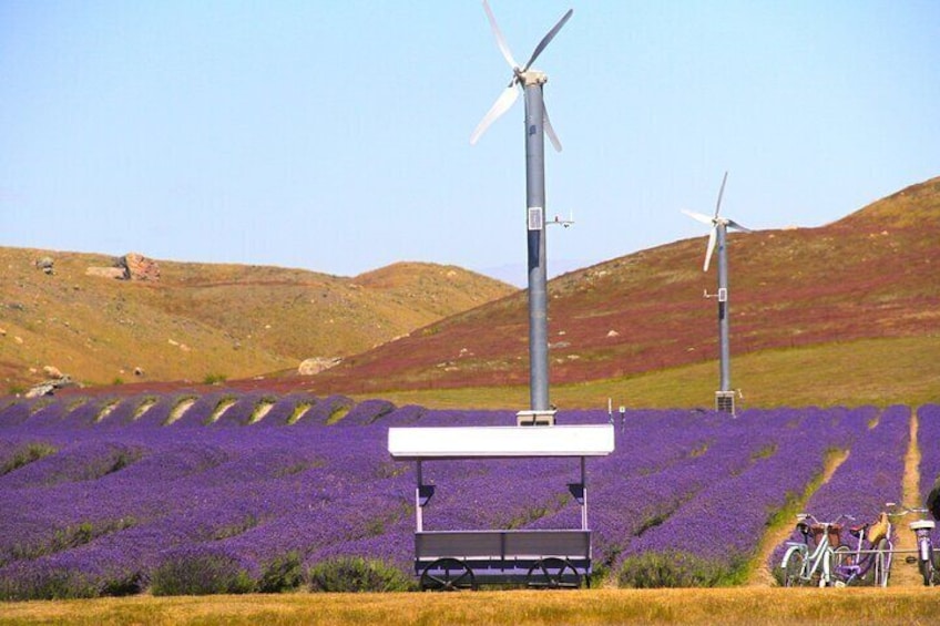 Alpine Lavender Farm