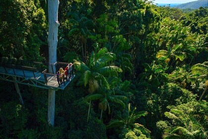 Hop on Hop off - Tamborine Rainforest Skywalk + Glow Worm Caves