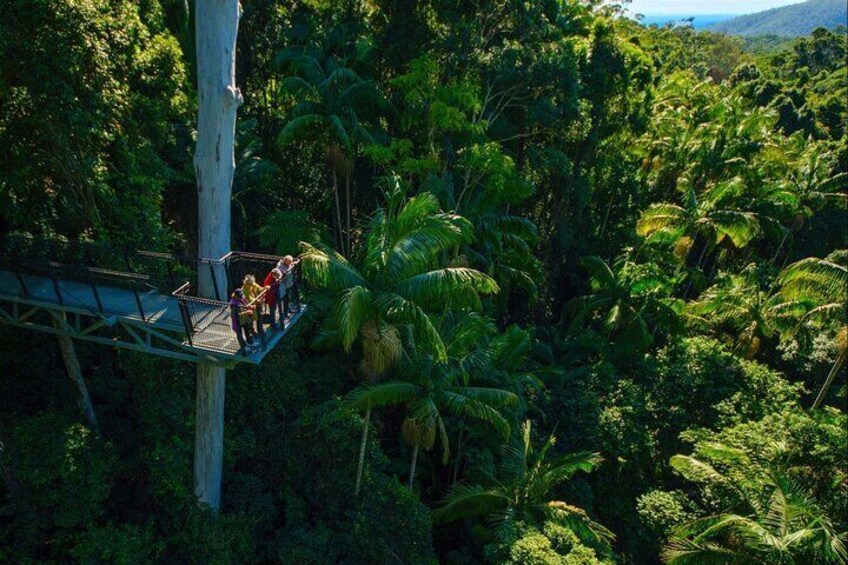 Hop on Hop off - Tamborine Rainforest Skywalk + Glow Worm Caves