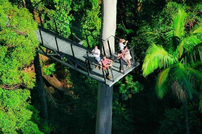 Hop on Hop off - Tamborine Rainforest Skywalk + Glow Worm Caves