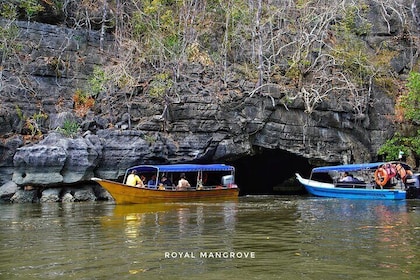 Mangrove Tour with Snorkelling