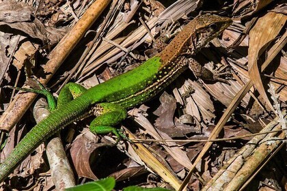 2 Days Sandoval's Secrets Tour in Tambopata Jungle