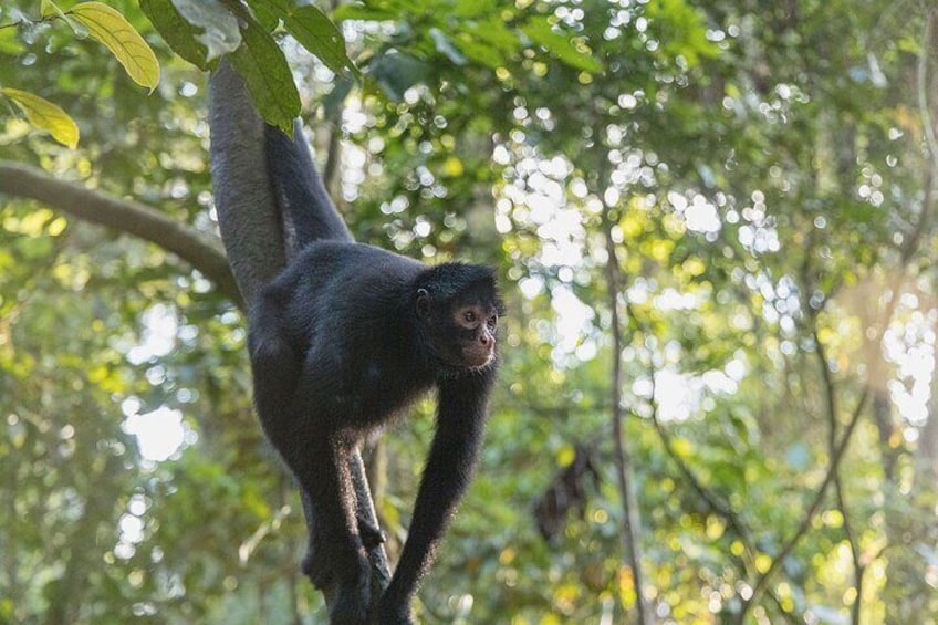 2 Days Sandoval's Secrets Tour in Tambopata Jungle