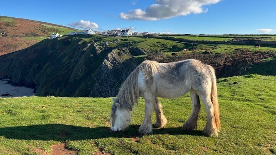Gower Cliffs and Beaches Tour From Swansea