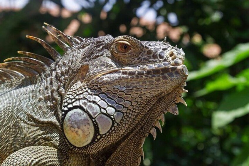 Classic Plus:Sentosa Afternoon Shared Tour (with multiple admissions)