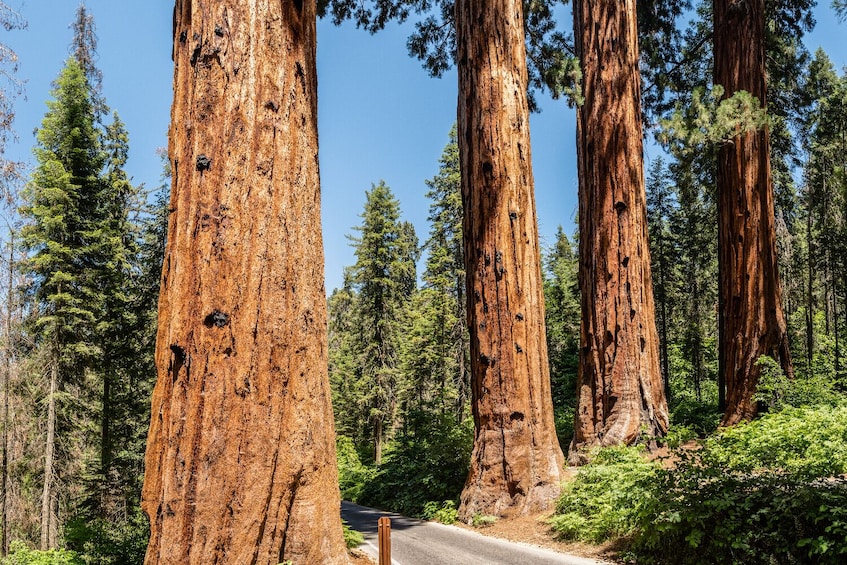Sequoia & Kings Canyon National Park Self-Guided Driving Tour