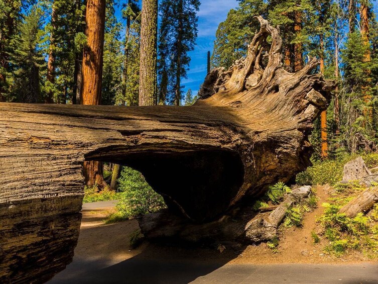 Sequoia & Kings Canyon National Park Self-Guided Driving Tour