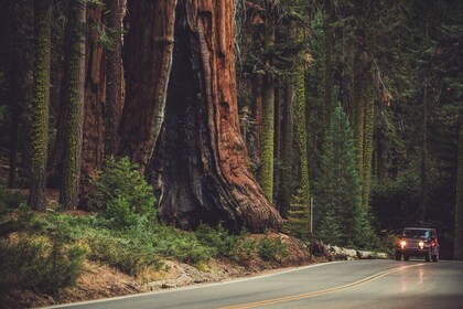 Sequoia & Kings Canyon National Park Tour met gids