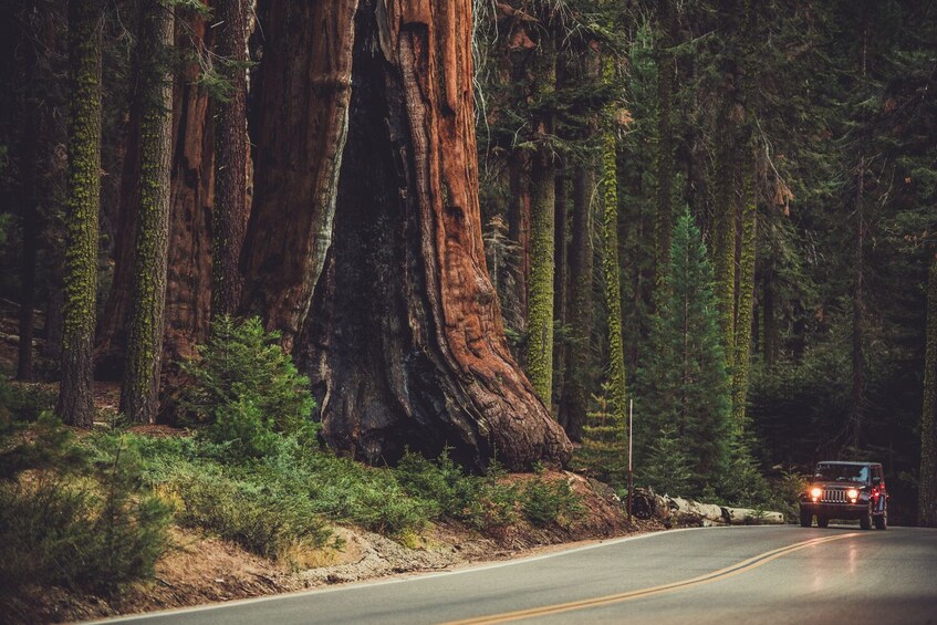 Sequoia & Kings Canyon National Park Self-Guided Driving Tour