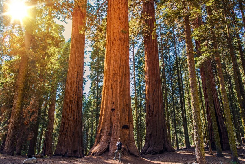 Sequoia & Kings Canyon National Park Self-Guided Driving Tour