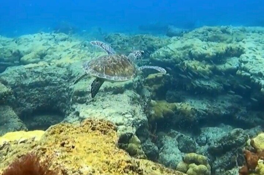 Public Guided Snorkel Tour of Fort Lauderdale Reefs