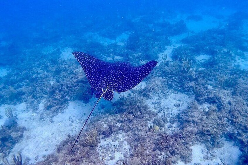 Public Guided Snorkel Tour of Fort Lauderdale Reefs