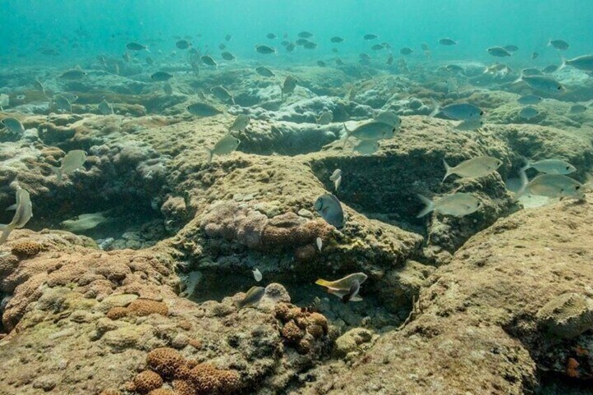 Public Guided Snorkel Tour of Fort Lauderdale Reefs