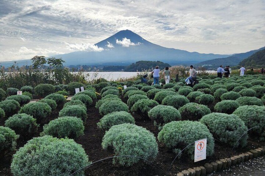 1 Day Private Hakone Mt Fuji Tour With English Language Driver