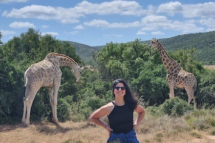 Full-Day Schotia Game Reserve & Giraffe Walk (Open 4x4 Vehicle)