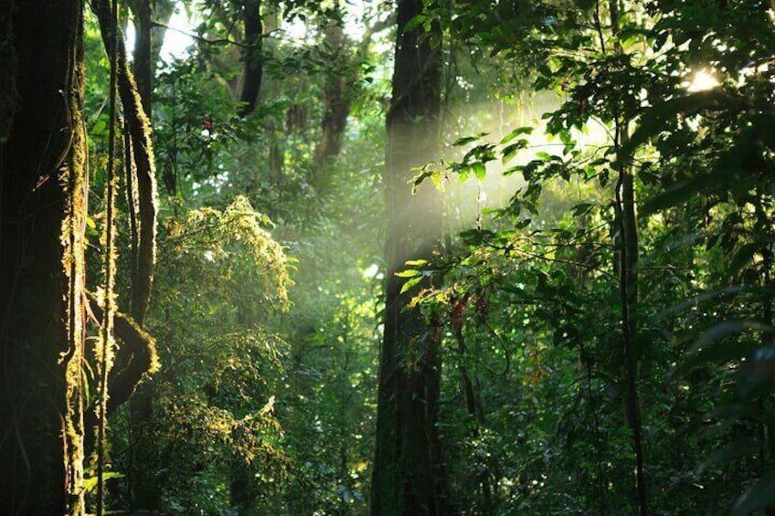 Morning View at Sinharaja Rain Forest