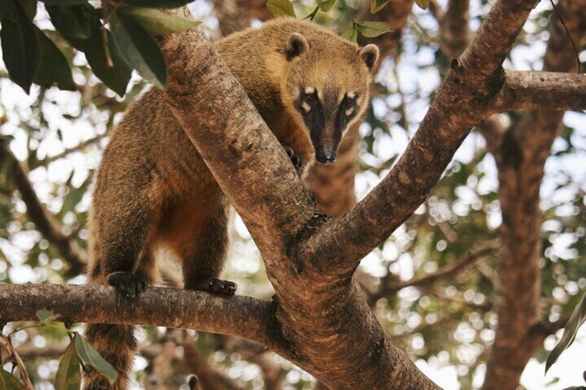Rio de Janeiro Tijuca Forest