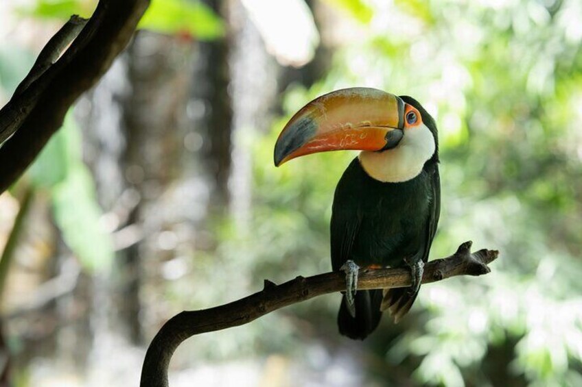 Rio de Janeiro Tijuca Forest